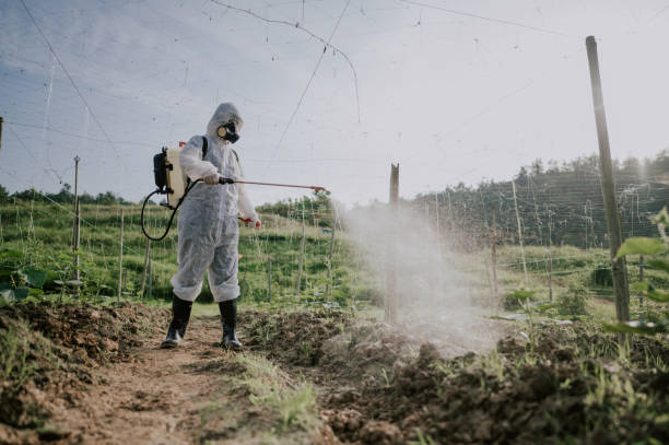 Best Termite Control Services  in North Crossett, AR